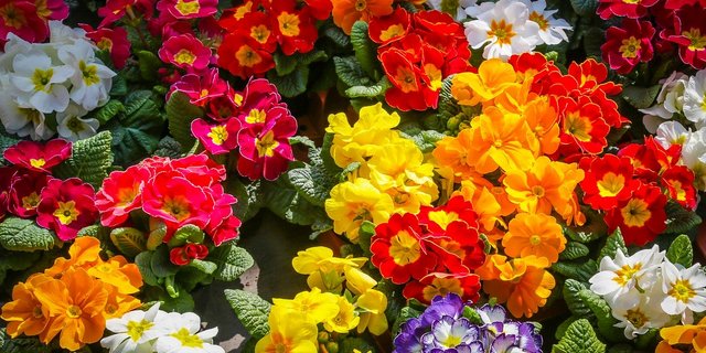 Die Redaktorin ergatterte im letzten Moment noch Primeln in diversen Farben. (Symbolbild Pixabay)