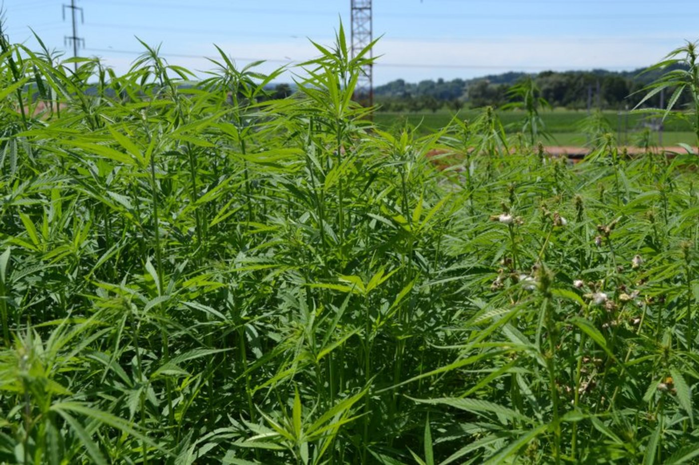 Bald Direktzahlungen für Hanfanbau? (Bild jba)