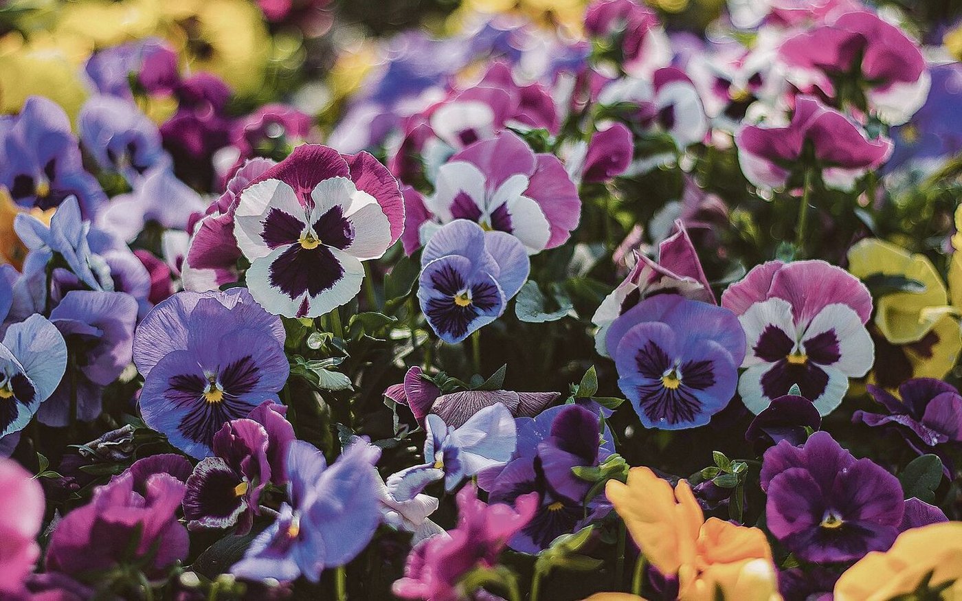 Stiefmütterchen gibt es in vielen Farbnuancen. Sie bringen früh im Jahr Farbe in den Garten. 