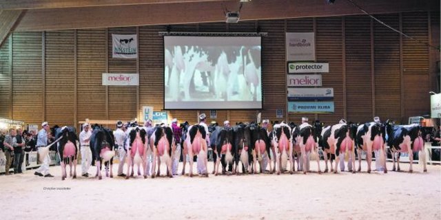 Die Expo Bulle, die Nationalschau der Holstein und Red Holstein, sei wegen der erhöhten Zahl der BVD-Fälle im Kanton Freiburg nicht gefährdet. (Bild Christine Massfeller)