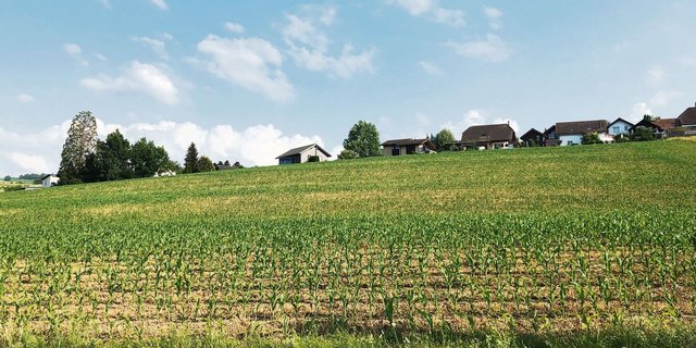 Wie lichtes Haar auf dem Kopf wirkt dieser Mais hier auf dem Feld. Eine Folge der schlechten Saatbedingungen von diesem Frühling.