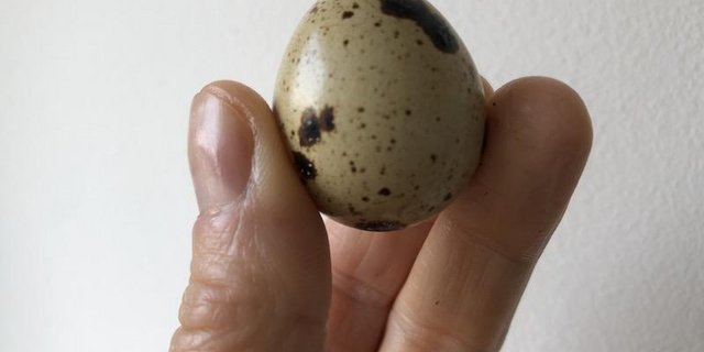 Ein Wachtelei wiegt gerade mal 10 bis 13 Gramm. (Bild et)