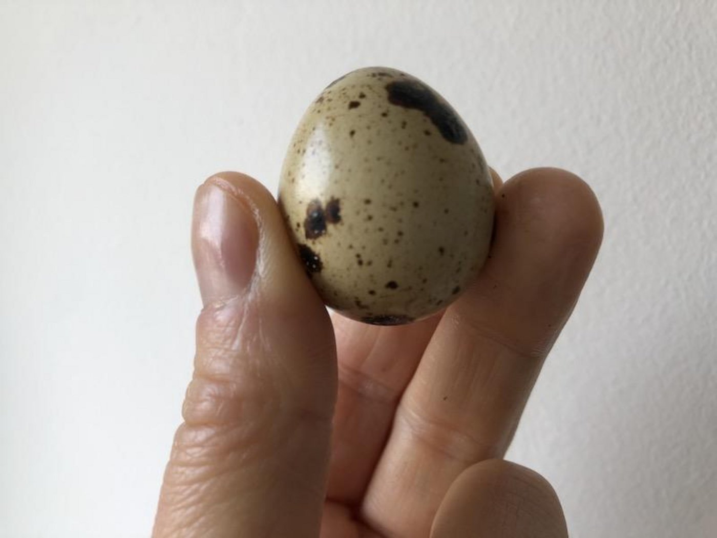 Ein Wachtelei wiegt gerade mal 10 bis 13 Gramm. (Bild et)