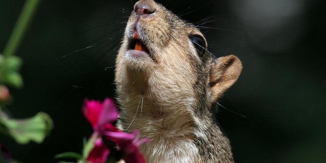Fuchshörnchen (Sciurus niger): Das Nagetier ist im östlichen und zentralen Nordamerika heimisch. Negative Auswirkungen auf andere Hörnchen sind durch Konkurrenz um Ressourcen bekannt. (Symbolbild Flickr/Dawn Huczek)