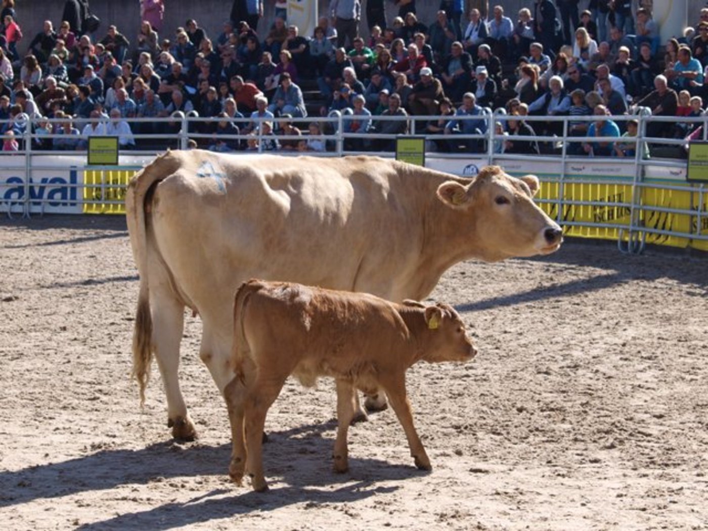 1)	Für Davina und ihr Kalb wurden 4500 Franken bezahlt. (Bilder Mario Tosato)