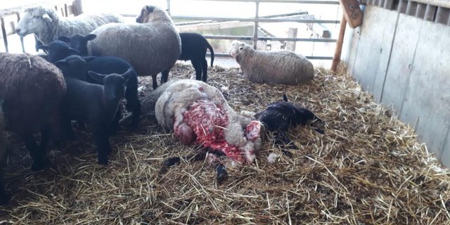 Der Wolf riess in Zuckenrief fünf Schafe. (Screenshot dieostschweiz.ch)