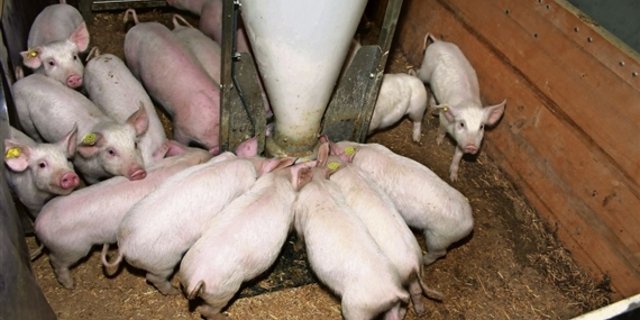 Schweine haben bald Futter aus Weinfelden statt aus Rohrschach im Trog: Das Mischfuttergeschäft der O. Studer AG geht an Kunz Kunath. (Bild: BauZ)
