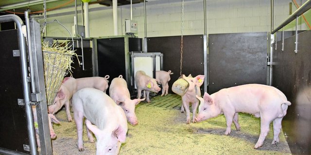 Blick in die bereits bestehende Eberaufzucht der Rassen ES und SL. Bald kommen auch die Vaterlinienrassen nach Sempach.