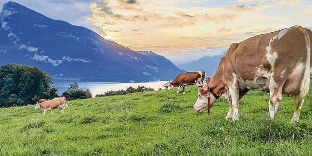 Das typische Idyll der Schweiz, wie hier im Berner Oberland: Berge, Seen und grüne Wiesen auf denen Simmentalerkühe weiden. Bald soll es auch genetisch hornlose Schweizer Simmentaler geben.   