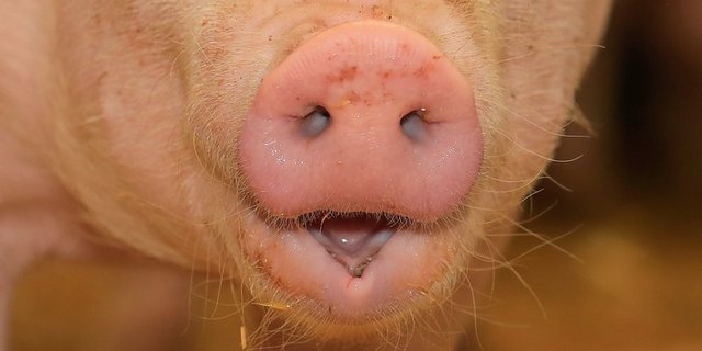 Viele Schweinezüchter in China geben ihren Betrieb auf. (Bild Peter Röthlisberger)