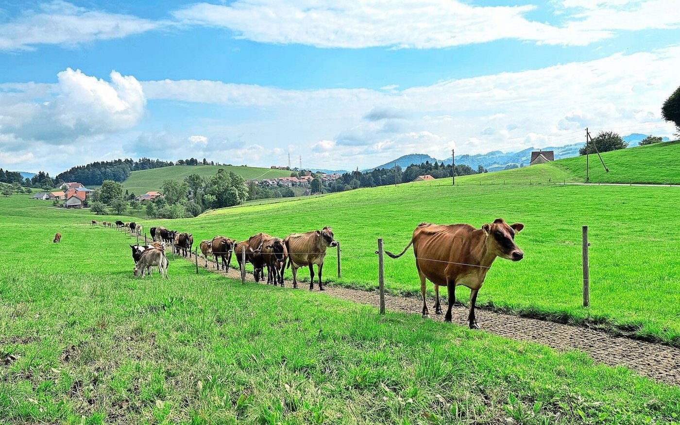 Michael Steiner verlegte Ecoraster auf dem Trittweg, sodass es keine Trittschäden gibt und der Weg nicht verschlämmt. 