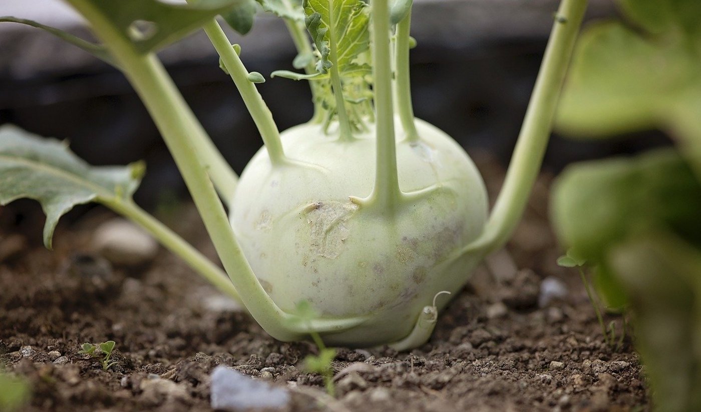 Roh, gekocht, gefüllt, grün oder violett – Kohlrabi sind ein vielseitiges Frühlingsgemüse. (Bild Pixabay)