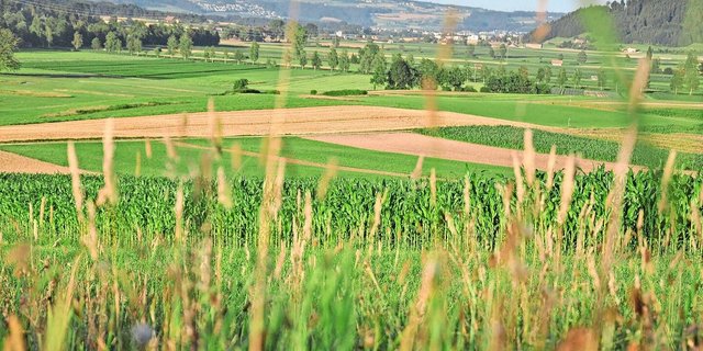 Die Fruchtbarkeit der Böden in der Wauwilerebene ist gefährdet. Eine moderne Melioration könnte dem entgegenwirken. Derzeit läuft die Mitwirkung zu einem Bericht. 