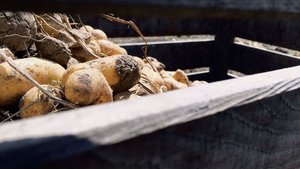 Die Schilf-Glasflügelzikade wurde in Deutschland in Kartoffeln entdeckt. Sie sei mitverantwortlich für Welkekrankheiten. 