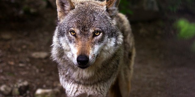 In den meisten skandinavischen Ländern verharrten die Wolfpopulationen, trotz der Lockerung des Schutzstatus, auf einem stabilen Niveau. (Bild pixabay)
