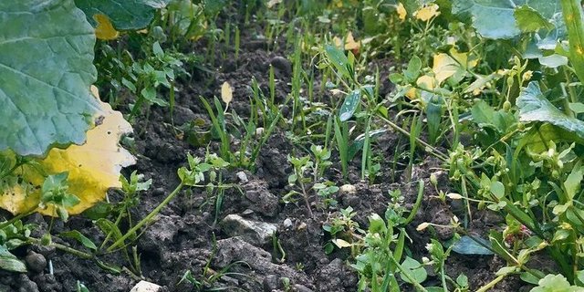 Winterweizen im 3-Blatt-Stadium zwischen den Rapsreihen. Auf zwei von drei Versuchsparzellen konnte sich das Getreide dieses Jahr gut etablieren.