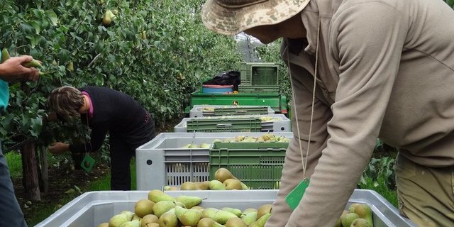 Der vorgeschlagene Verzicht auf "besonders gefährliche" PSM hätte laut Obstbauverband unannehmbare Folgen, da die meisten PSM darunter fallen würden. (Bild ji)