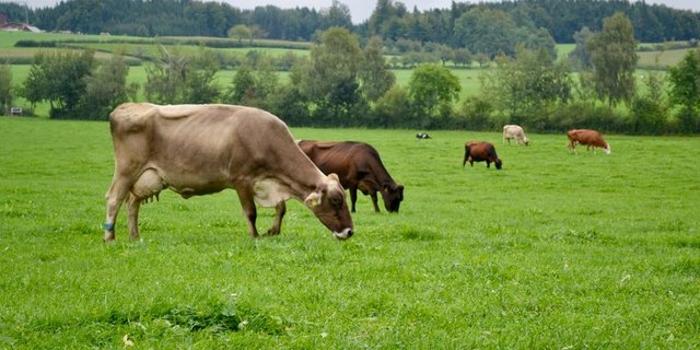 Mit der Massnahme «Begrenzung der Rohproteinzufuhr» will der Bundesrat unter anderem die Wirkung von GMF in Bezug auf den Kraftfuttereinsatz verbessern. (Bild jba)