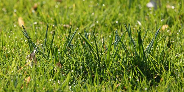 Ein nachhaltiges Landmanagement steht im Weltklimabericht an zentraler Stelle. (Bild Pixabay)