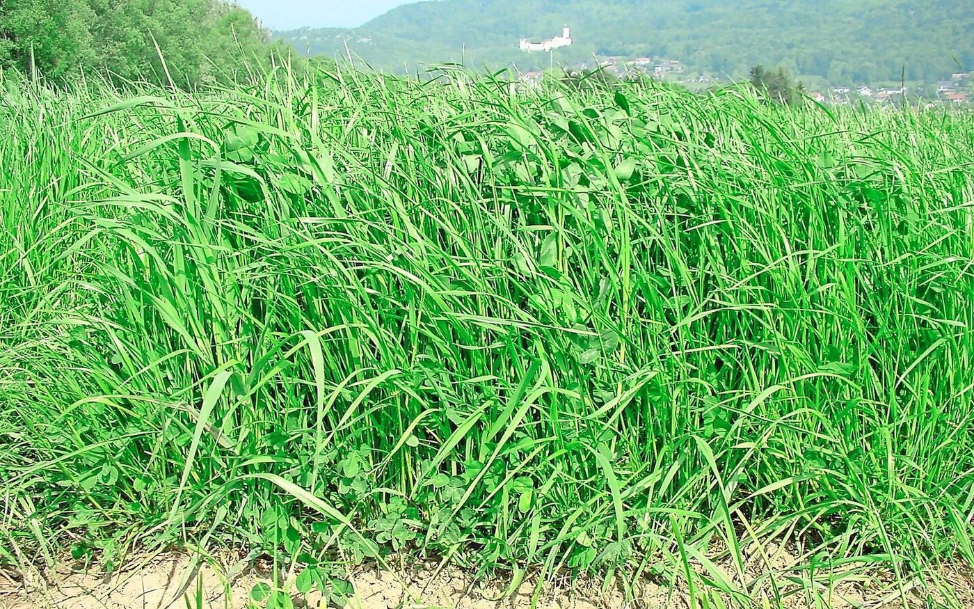 Die Wahl der passenden Standardmischungen bildet die Grundlage des erfolgreichen Kunstfutterbaues.