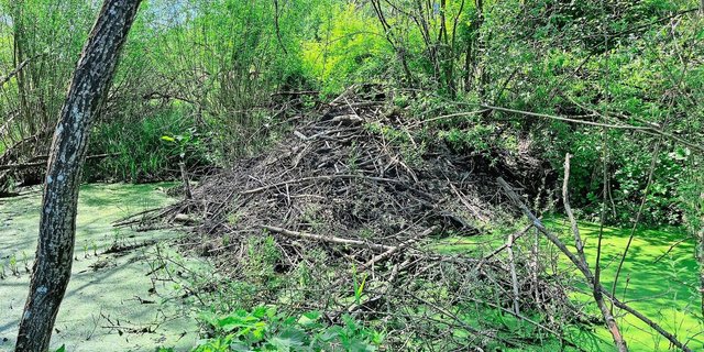 Biber errichten teils beeindruckende Dämme und stauen so das Wasser auf, um den Eingang ihrer Wohnkessel dauerhaft unter der Oberfläche zu halten. Das schafft nebenbei einen diversen Lebensraum. 