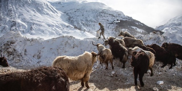 Adrian Regli mit seinen Yaks in Andermatt UR.