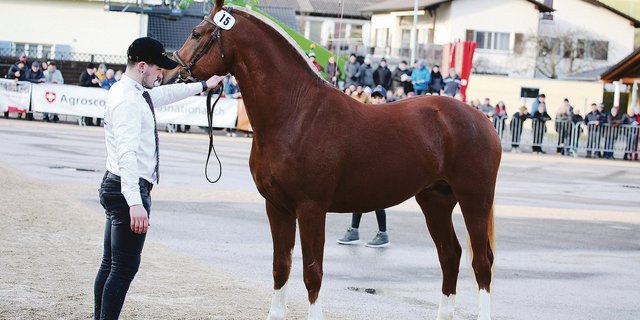 Er liess die Gemüter in diesem Jahr mehrfach hochgehen. Der Freibergerhengst Cartoon du Padoc. Nun soll Ruhe einkehren, hofft die Pferdezucht einhellig.(Bild Karin Rohrer)