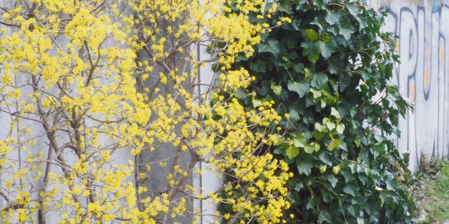 Die einheimischen Kornelkirschen blühen früh im Frühling in dezentem Gelb und sind eine erste Anlaufstelle für Insekten. (Bilder Ruth Bossardt)