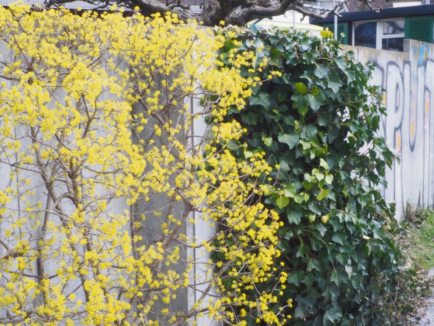 Die einheimischen Kornelkirschen blühen früh im Frühling in dezentem Gelb und sind eine erste Anlaufstelle für Insekten. (Bilder Ruth Bossardt)