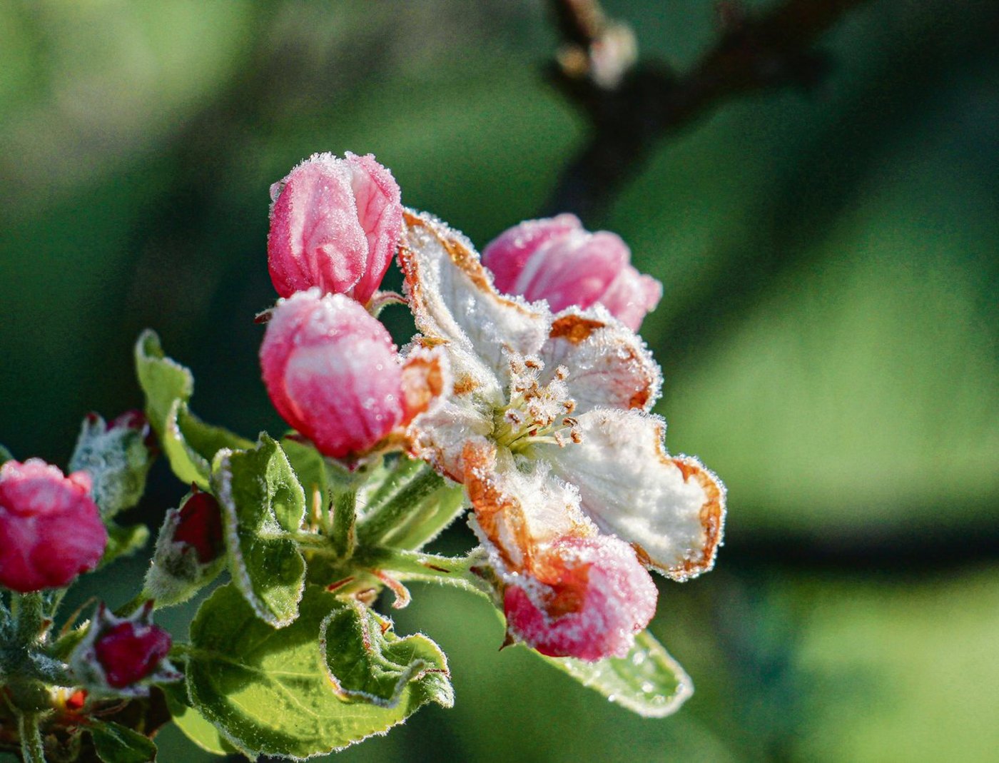 Mit der Klimaerwärmung häufen sich Spätfrostschäden in Obstanlagen. Einen sicheren Schutz gegen finanzielle Verluste bietet eine Frostversicherung. (Bild AdobeStock)