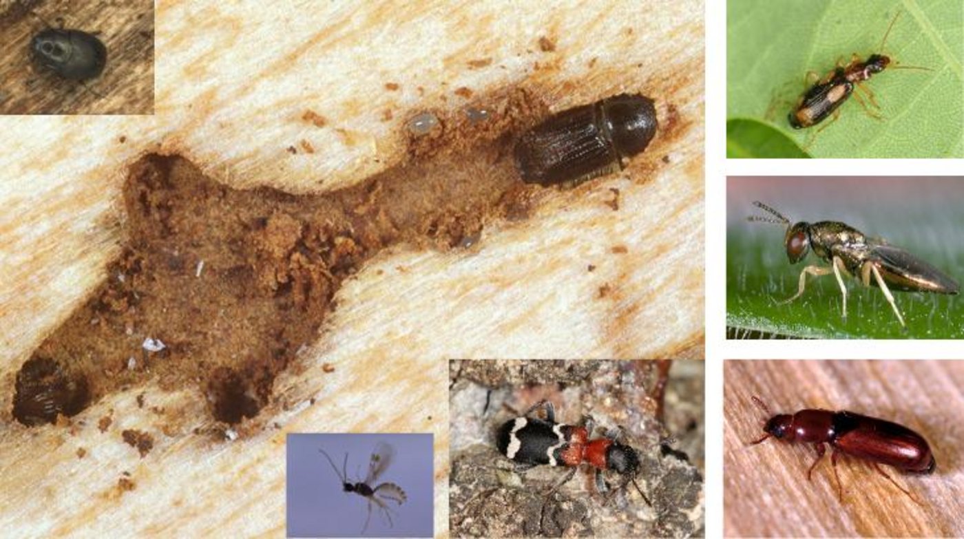 Der Buchdrucker (grosses Bild links) schafft mit seinen Bohrgängen Lebensraum für seine Feinde. Deren gibt es viele, die Bilder hier sind nur eine kleine Auswahl. (Bilder Beat Wermelinger /Waldentomologie WSL)