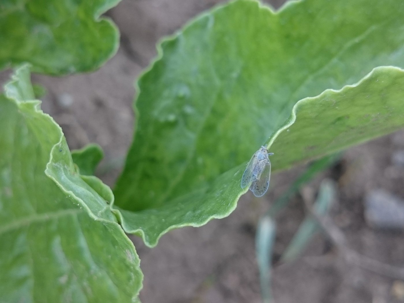 Überträger der neuen Rübenkrankheit SBR ist die kleine unscheinbare Schilf-Glasflügelzikade. Sie saugt an den Blättern der Rübe und überträgt so Bakterien, die bei den Zuckerrüben die Krankheit auslösen. (Bild Floriane Bussereau, Agroscope)