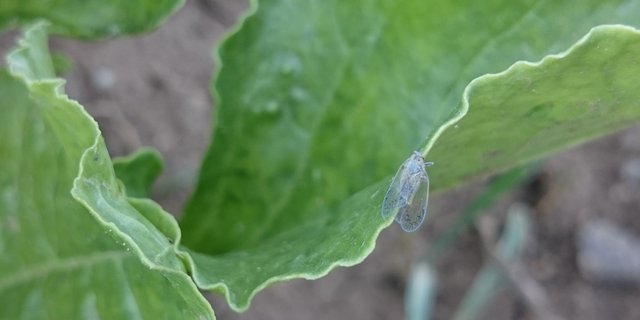 Überträger der neuen Rübenkrankheit SBR ist die kleine unscheinbare Schilf-Glasflügelzikade. Sie saugt an den Blättern der Rübe und überträgt so Bakterien, die bei den Zuckerrüben die Krankheit auslösen. (Bild Floriane Bussereau, Agroscope)