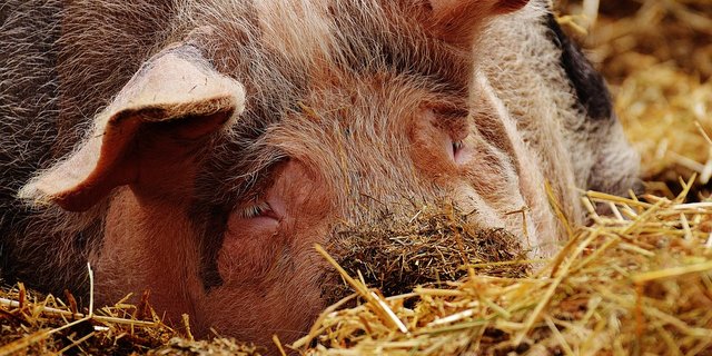 Glücklich wühlendes Schwein: In Deutschland sind die Konsumenten laut einer Umfrage bereit für mehr Tierwohl zu bezahlen. (Bild Pixabay)
