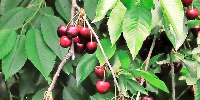 Die ersten Kirschen wurden schon geerntet.