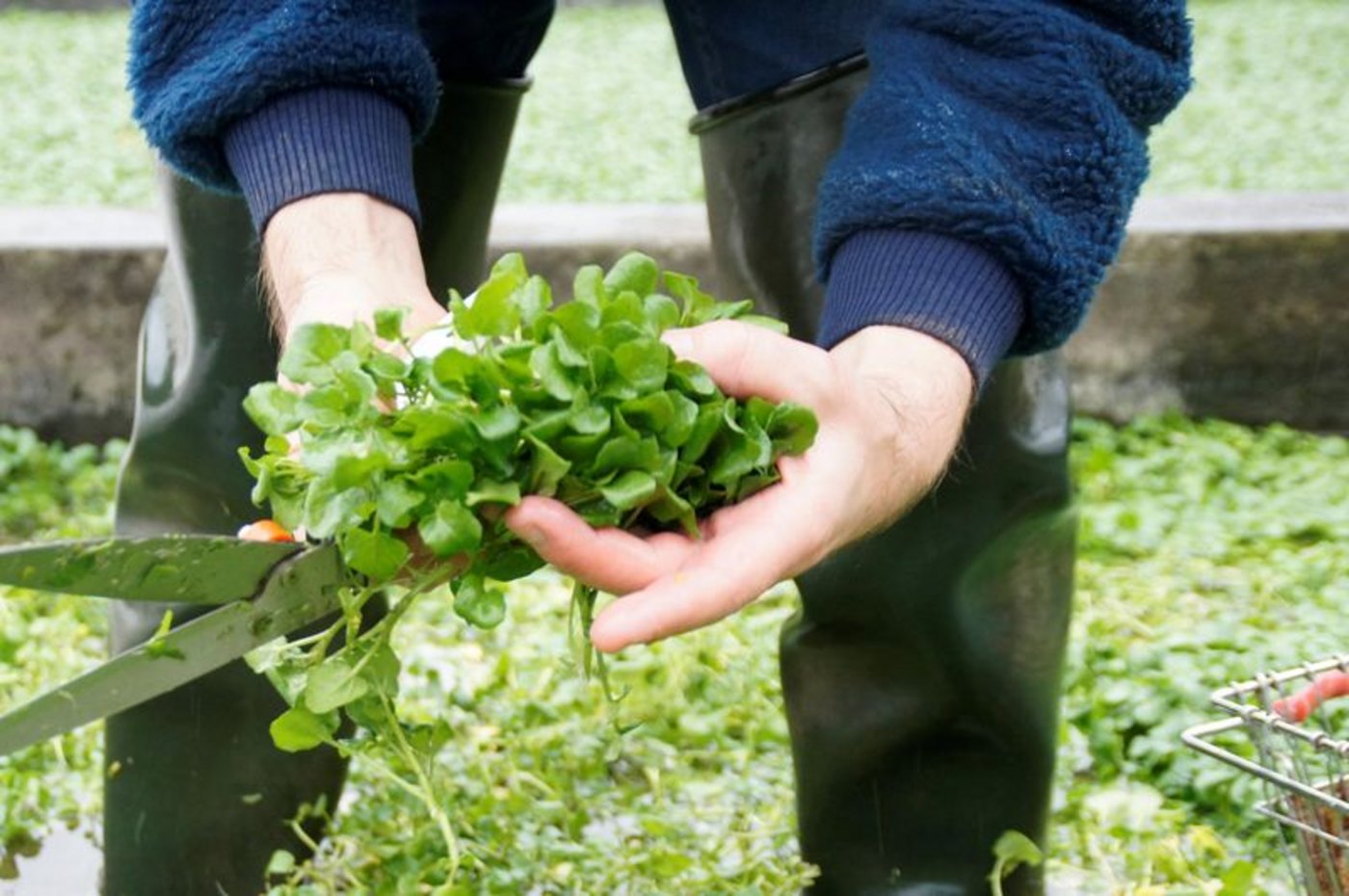Werner Stirnimann und sein Team ernten die Brunnenkresse ganzjährig. Auch im Winter stehen sie dazu in den Bächen und schneiden den Salat mit der Rasenschere. (Bilder lid/mg)