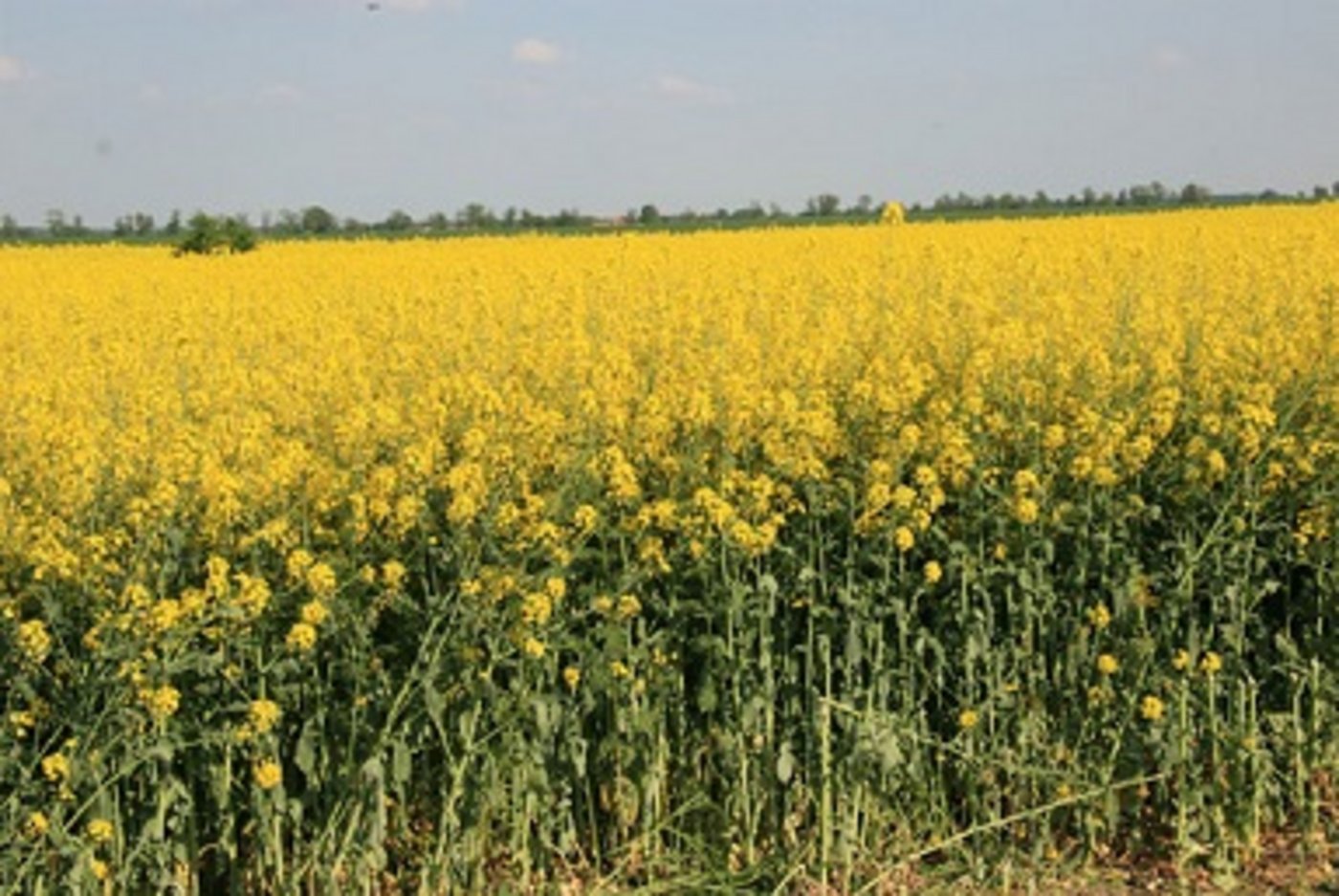 In der EU befürchtet man ein schlechtes Rapsjahr 2019. (Bild BauernZeitung.de)