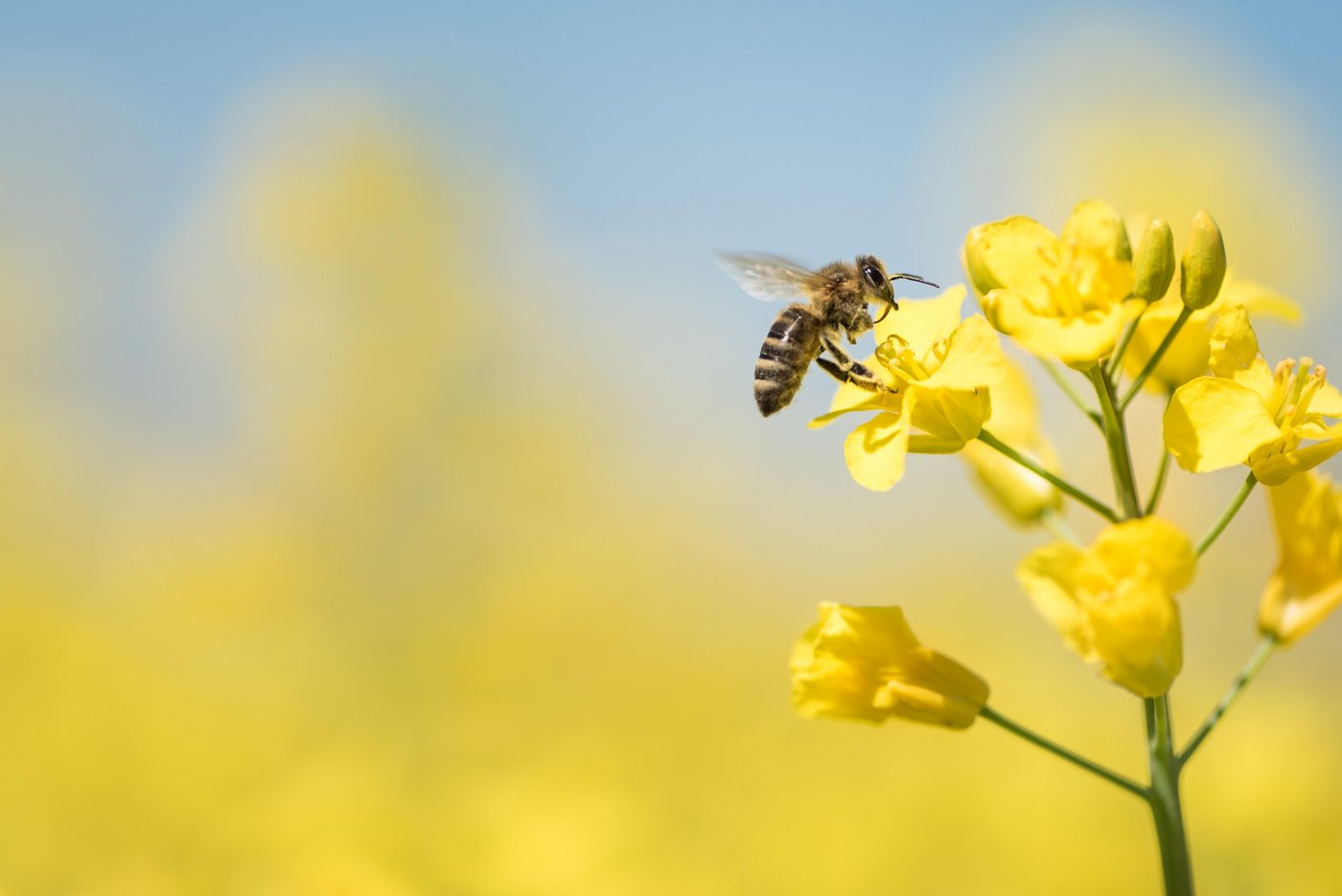 Neonicotinoide gelten als stark bienentoxisch. Thiacloprid ist gering bienengiftig. Weil es aber als  «wahrscheinlich reproduktionstoxisch» eingestuft wird und eine giftige Wirkung auf weitere Bestäuber aufweist, wird es voraussichtlich Ende Jahr vom Markt genommen. (Bild K. Thalhofer)