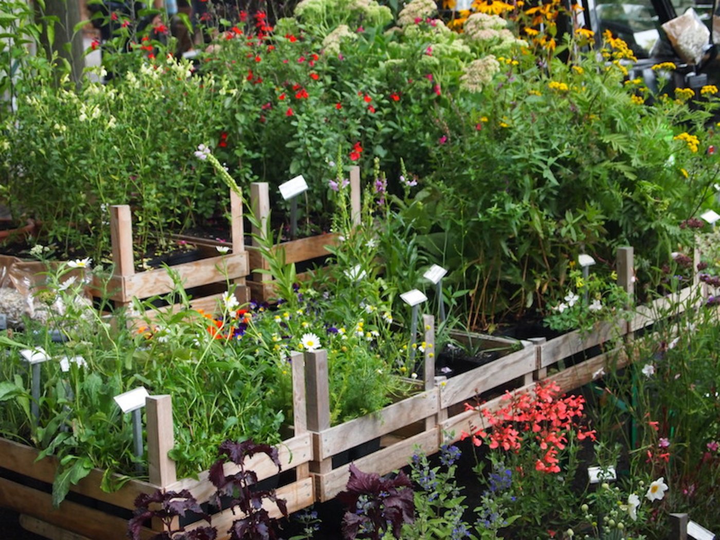 Man sollte sich im Gartencenter und auf dem Markt nicht durch die Blütenpracht verführen lassen. Stauden pflanzt man im Herbst und am besten als Jungpflanze. (Bild Ruth Bossardt)