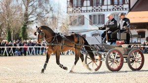 Diesen Samstag zeigt Diesen Samstag zeigt sich, welche Hengstanwärter und somit Vaterlinien den Sprung in die Reihen der Zuchthengste schaffen.