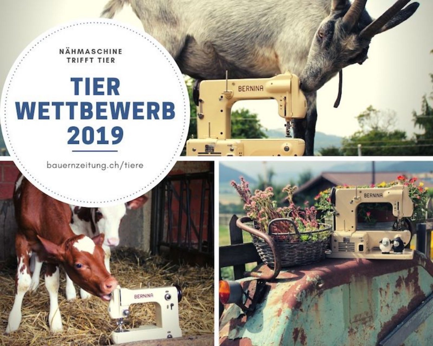 Ein originelles Bild "Nähmaschine trifft Tier" einsenden und vielleicht schon bald eine Bernina-Nähmaschine gewinnen. (Bild BauZ)