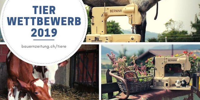 Ein originelles Bild "Nähmaschine trifft Tier" einsenden und vielleicht schon bald eine Bernina-Nähmaschine gewinnen. (Bild BauZ)