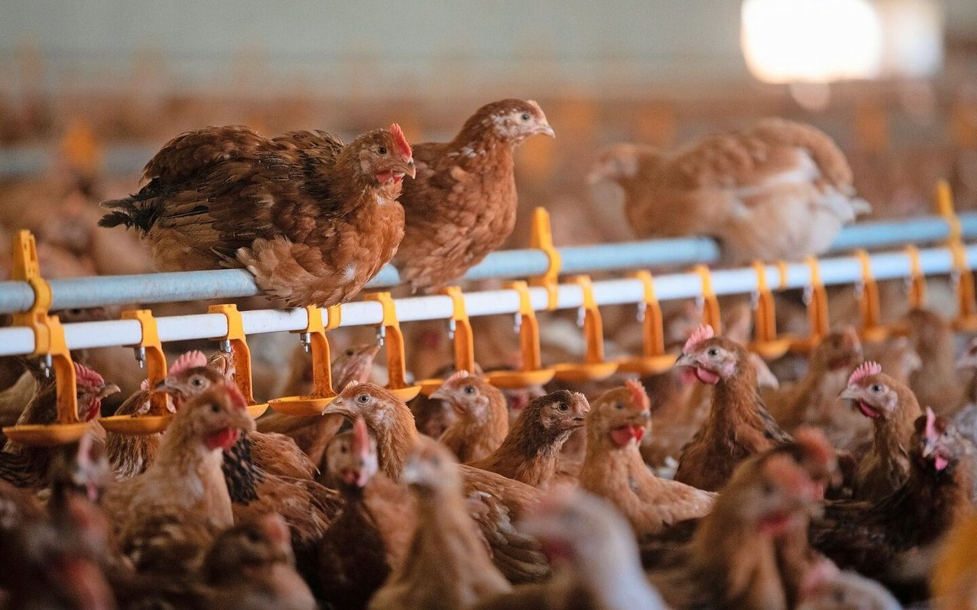 Die Schweiz kennt etwa tierschutzrechtliche Höchstbestände, an denen nicht gerüttelt werden soll. 