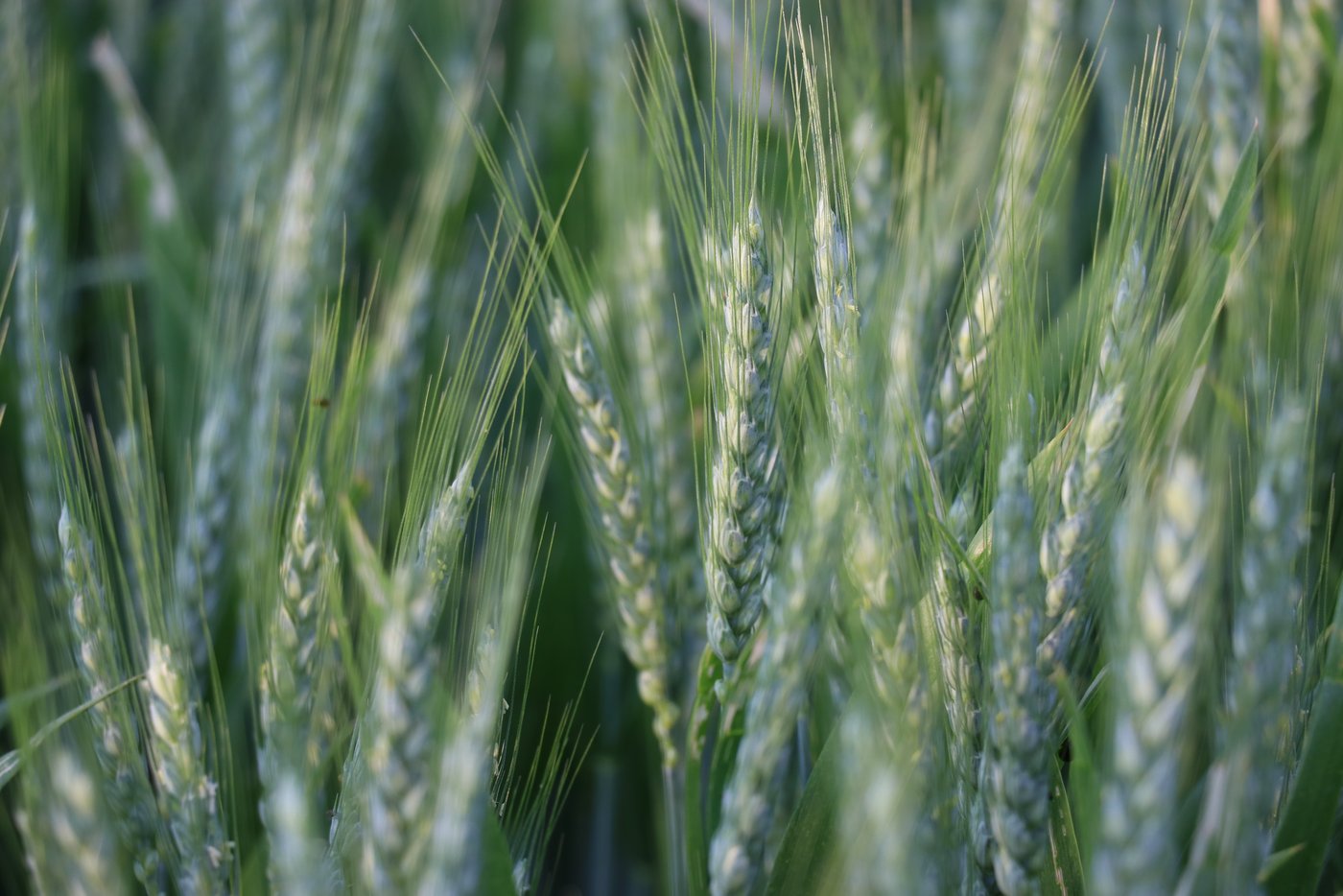 Swiss Granum nimmt sechs neue Getreidesorten auf. (Bild BauZ)