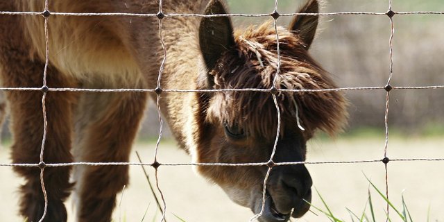 Aus Sicht der Umweltverbände sind tiefere Risszahlen bis zu Eingriffen in die Wolfsbestände bei Rindern und Pferden angebracht, nicht aber bei Alpakas und Lamas. (Bild gamagapix / Pixabay) 