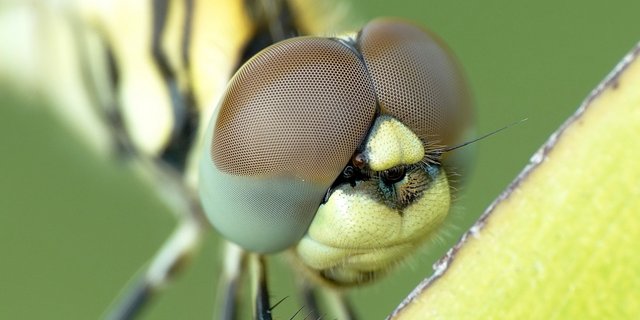 Libellen haben zwei Flügelpaare. Das befähigt sie zu abrupten Richtungswechseln und zum Stillstand in der Luft. Einige Arten fliegen sogar rückwärts. Libellen sind ungiftig und können nicht stechen. (Bild Pexels / Pixabay)