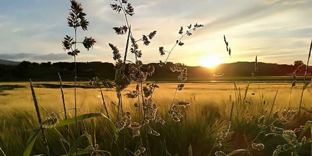 Die erste Gerste ist reif. Heuen und Dreschen am gleichen Tag ist angesagt. (Bild Dänu Siegenthaler)
