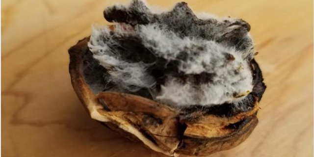 Um einen Schimmelpilzbefall vorzubeugen, müssen die Nüsse innerhalb von drei bis vier Tagen aufgesammelt und getrocknet werden. (Bilder Swiss Nuss)