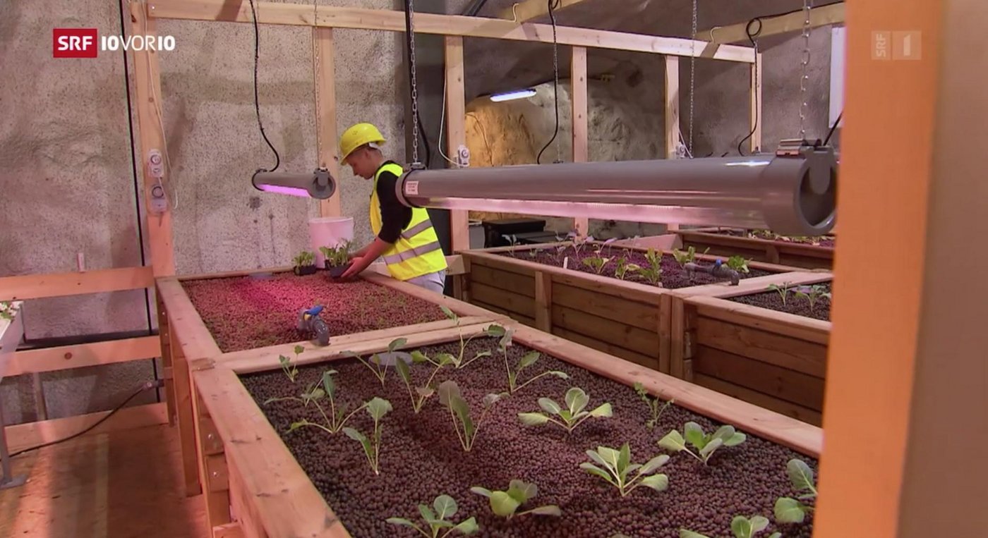 Beleuchtet nur von LED-Lampen: der Anbau unter der Erde ist unabhängig vom Wetter und Jahreszeit.  (Bild SRF)