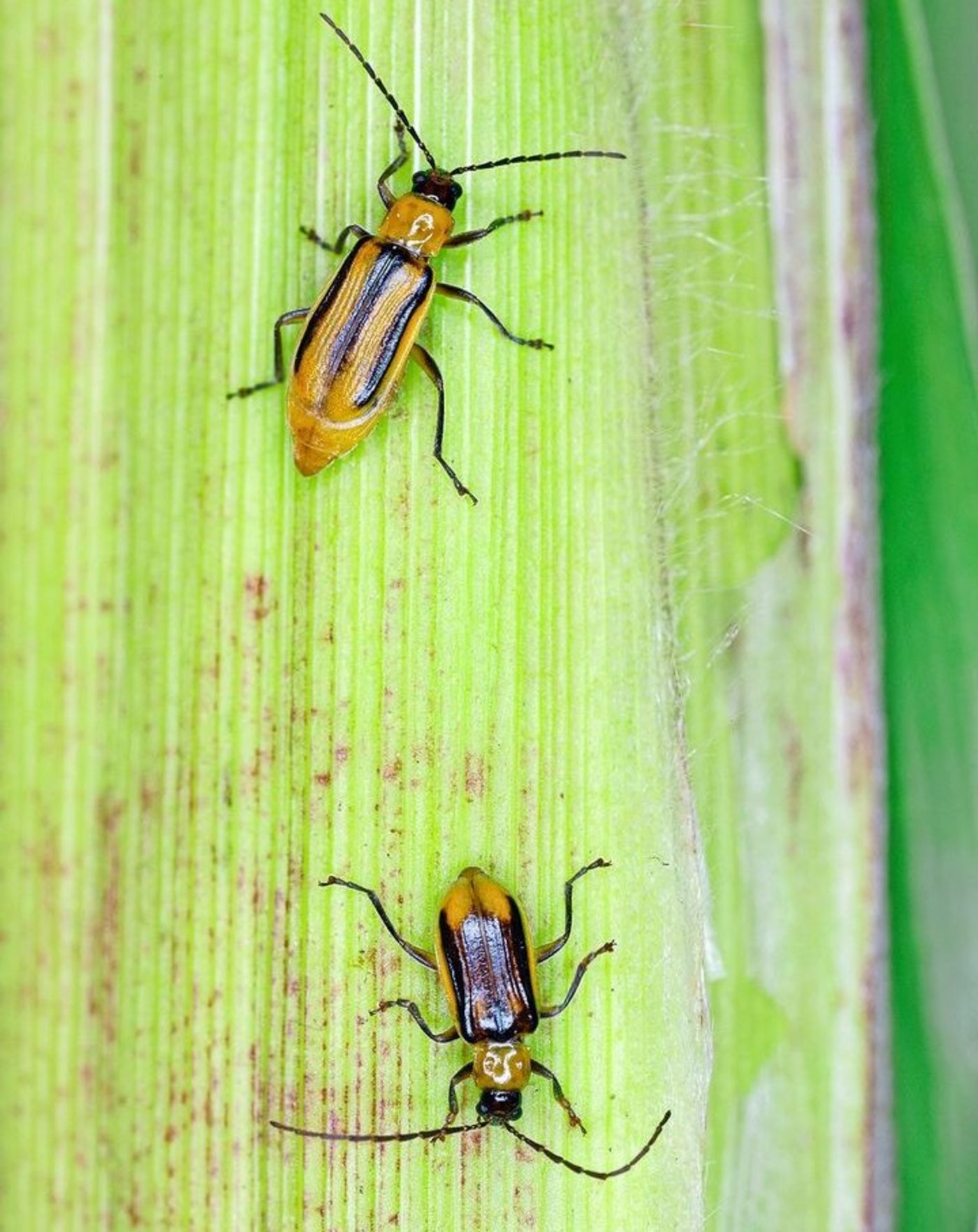 Der Maiswurzelbohrer ist zu häufig, um noch als Quarantäneorganismus behandelt zu werden.
